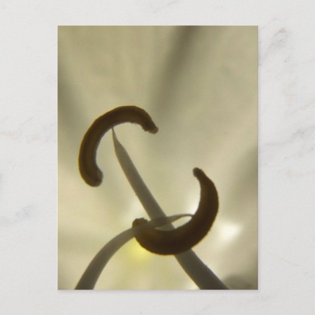 Cartão postal de sementes de flores (Frente)