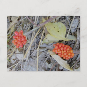 Cartão Postal de Sementes de Jack-In-The-Pulpit