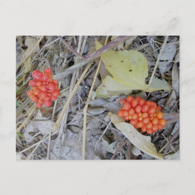 Cartão Postal de Sementes de Jack-In-The-Pulpit (Frente)