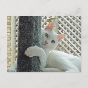 Cartão postal de serenidade