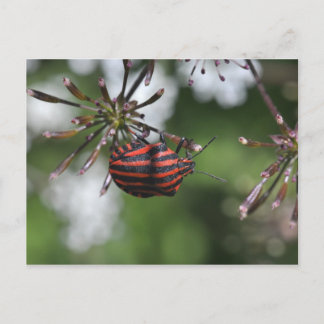 Cartão postal de Shieldbug distribuído