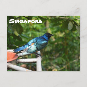 Cartão postal de Singapura: Superb Starling