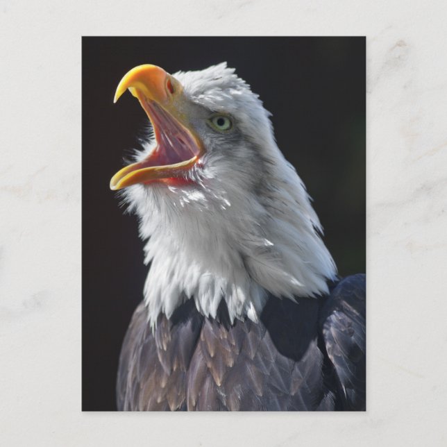 Cartão Postal de Squawk (Frente)