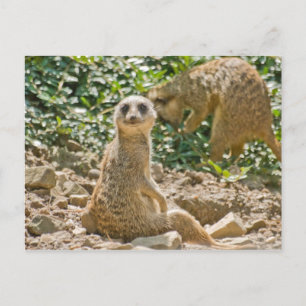 Cartão Postal de Suricata