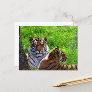 Cartão Postal de Tigres de Amur