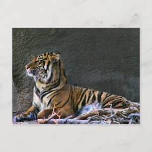 Cartão postal de Tigress