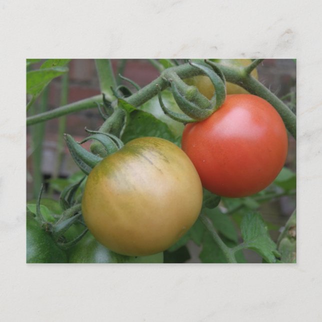 Cartão postal de Tomates Laranja e Vermelho (Frente)