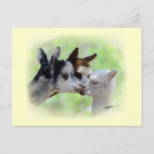 Cartão postal de três alpacas