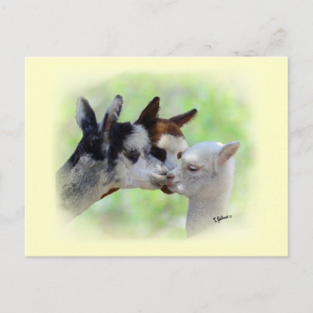 Cartão postal de três alpacas (Frente)