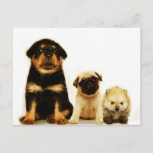 Cartão postal de três cachorros