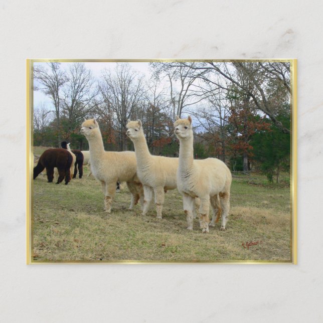 Cartão postal de três garotas alpaca (Frente)