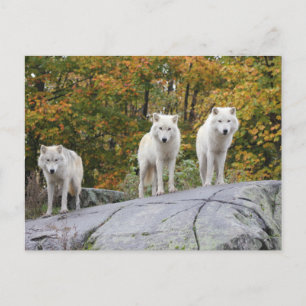 Cartão postal de três lobos