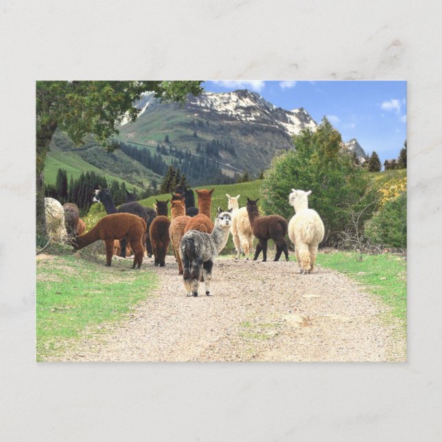 Cartão postal de trilha Alpaca (Frente)
