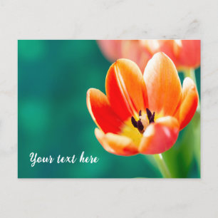 Cartão Postal de Tulipa Laranja Única
