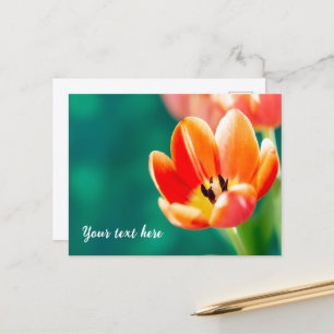 Cartão Postal de Tulipa Laranja Única