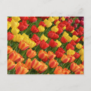 Cartão postal de tulipas primavera coloridas