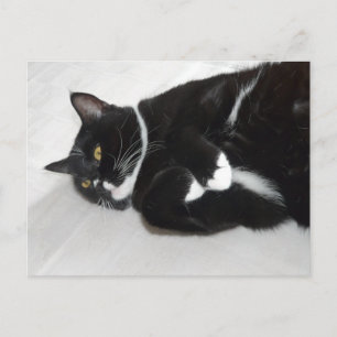 Cartão postal de tuxedo preguiçoso