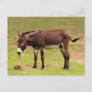 Cartão postal de um burro fofo almoçando