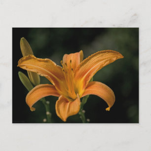 Cartão Postal de Um Delícia de Jardim