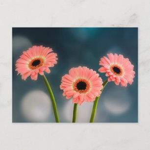 Cartão postal de um trio de Gerberas Rosa