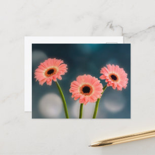 Cartão postal de um trio de Gerberas Rosa
