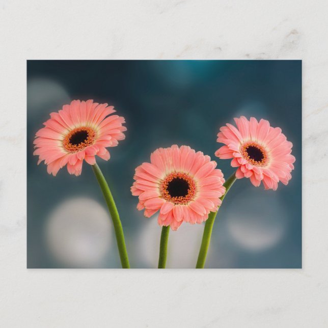 Cartão postal de um Trio de Gerberas Rosa (Frente)