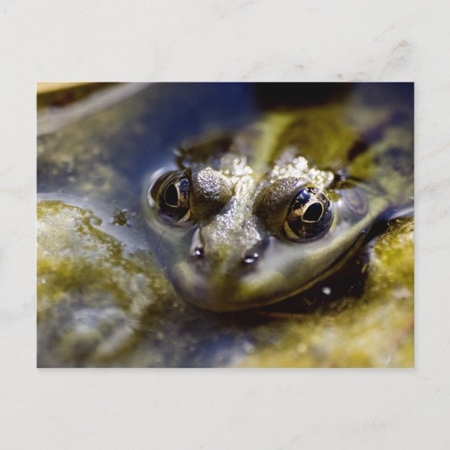 Cartão Postal Dê uma olhada (Frente)