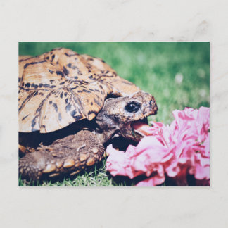 CARTÃO POSTAL DE UMA TARTARUGA COMENDO UMA FLOR