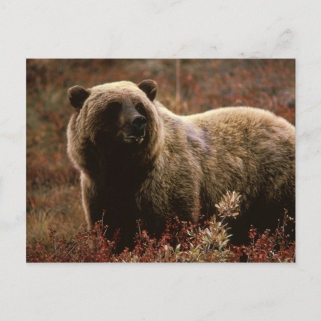 cartão postal de urso pardo (Frente)