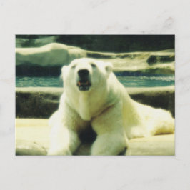 Cartão Postal de Urso Polar