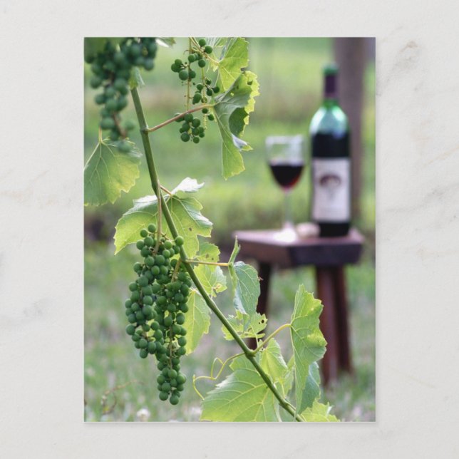 Cartão Postal de Uvas de Kentucky (Frente)