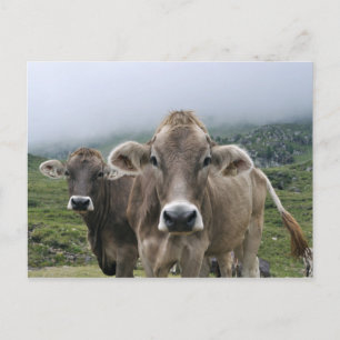 Cartão postal de vacas alpinas