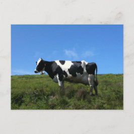 Cartão Postal de Vacas Felizes