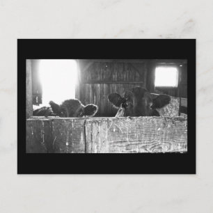 Cartão postal de Vacas Surpresas.