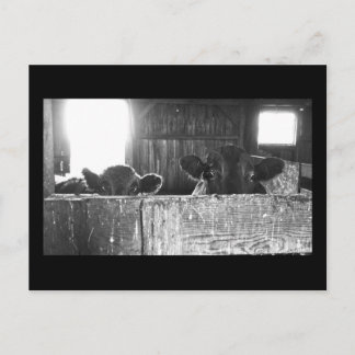 Cartão postal de vacas surpresas.