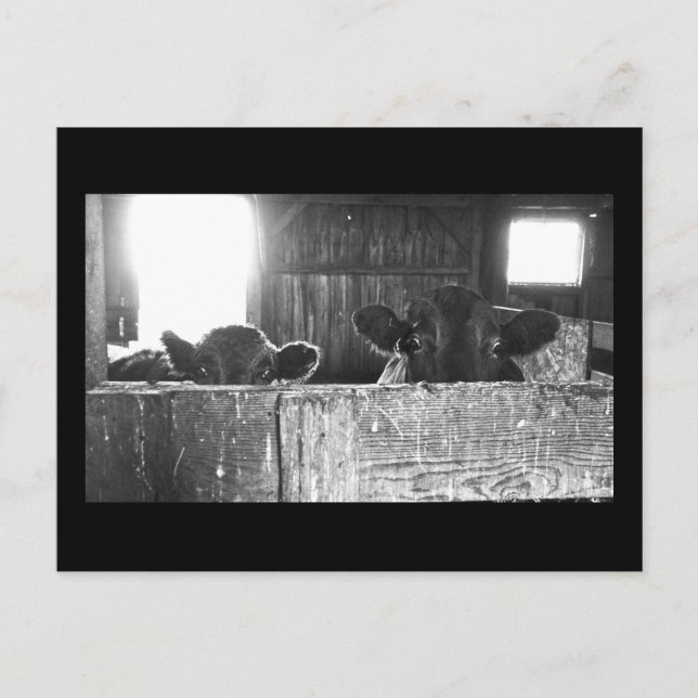 Cartão postal de vacas surpresas. (Frente)