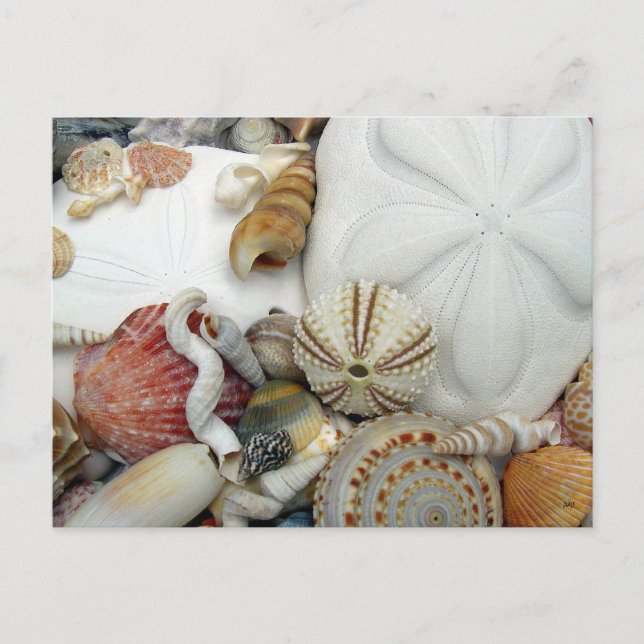 Cartão postal de Vazio de dois dólares de areia (Frente)