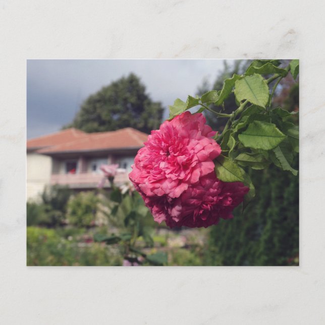 Cartão postal de verão (Frente)