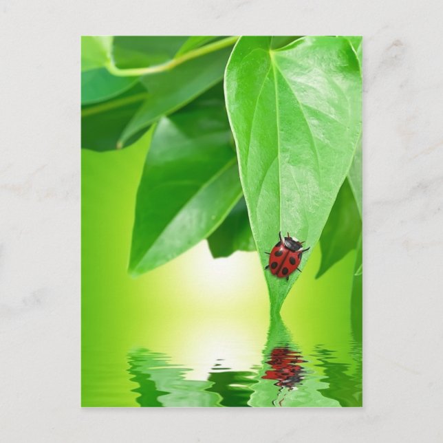 Cartão postal de verão (Frente)