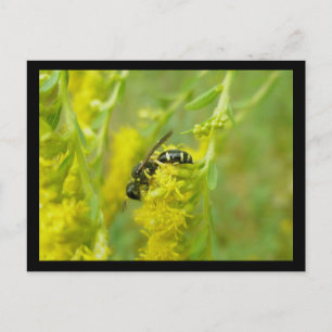 Cartão Postal de Vespão Amarelo Preto Forrageando