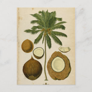 Cartão postal de Viagem de Coconut Vintage