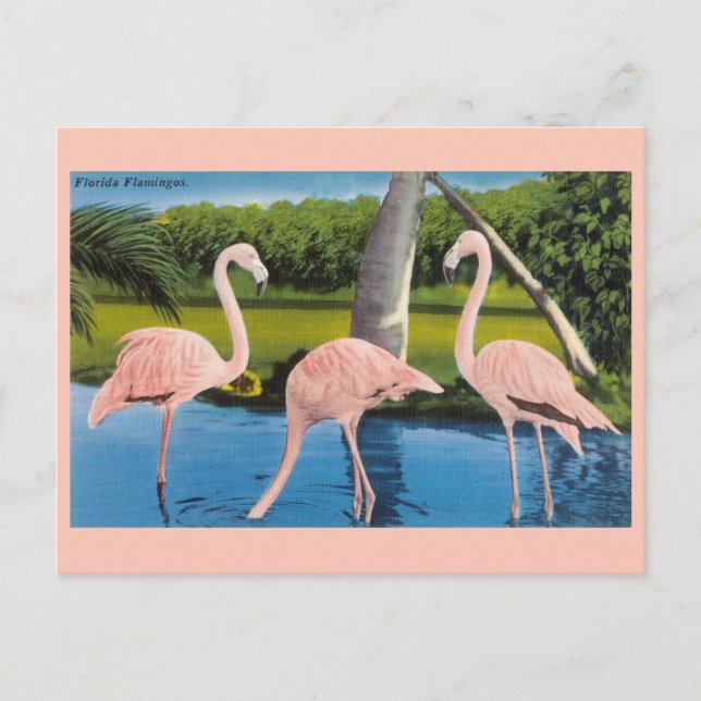 Cartão Postal de Viagem dos Flamingos da Flórida A (Frente)