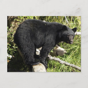 Cartão postal de vida selvagem do Black Bear