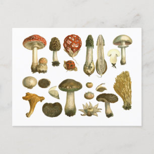 Cartão postal de Vintage do Fungus Fungi Mushroom