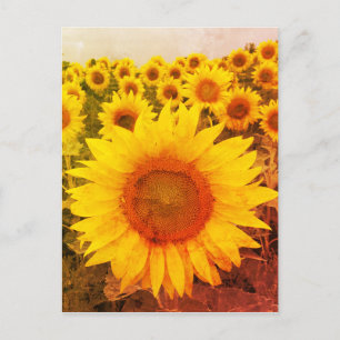 Cartão postal de Vintage Sunflower Rustic