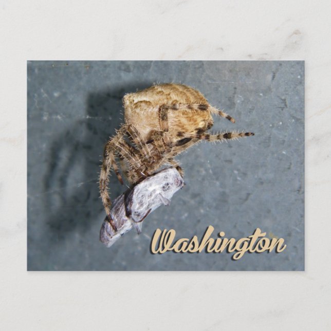 Cartão postal de Washington, Aranha Gea (Frente)