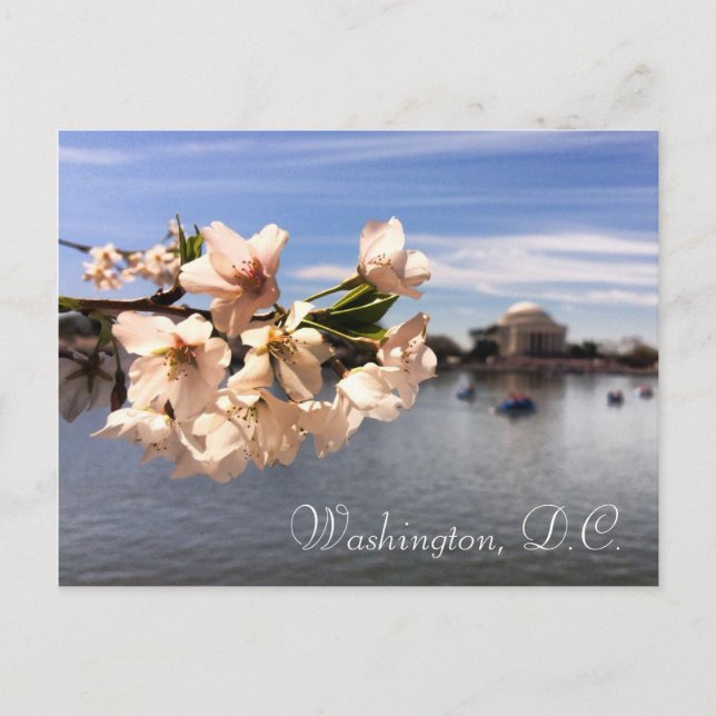 Cartão postal de Washington D.C. Cherry Blossom (Frente)