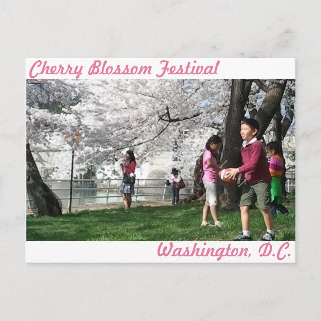 Cartão postal de Washington D.C. Cherry Blossom (Frente)