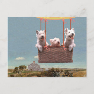 Cartão postal de Westie