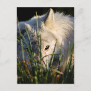 Cartão postal de Wolf de Madeira Canadiano